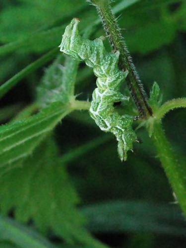 Abrostola tripartita