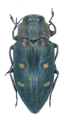 Réf. 64 708 : Chrysobothris affinis
