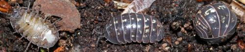 Armadillidium vulgare