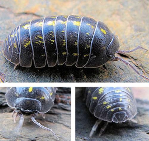Réf. 64 397 : Armadillidium vulgare
