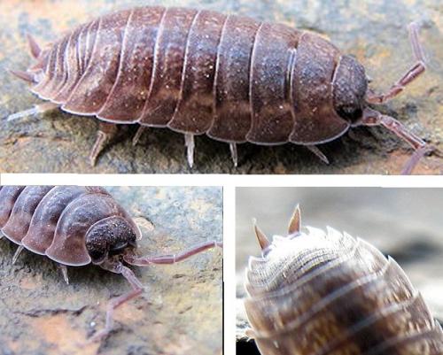 Porcellio monticola
