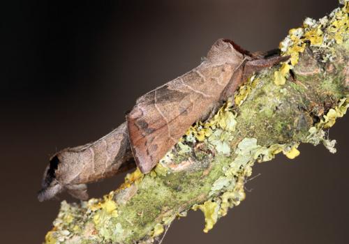 Réf. 64 848 : Clostera anastomosis