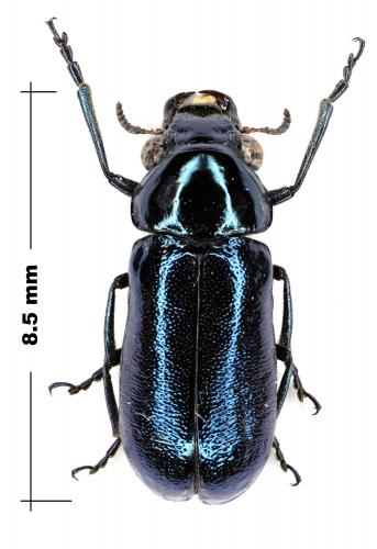 Réf. 64 504 : Clytrini inconnu