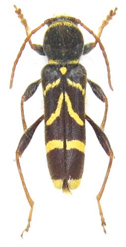 Cyrtoclytus capra
