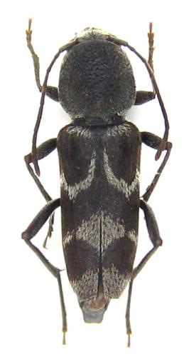 Réf. 64 233 : Pseudosphegesthes cinerea