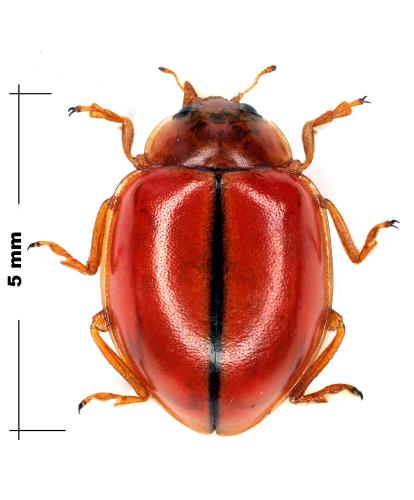 Réf. 64 971 : Xanthadalia rufescens
