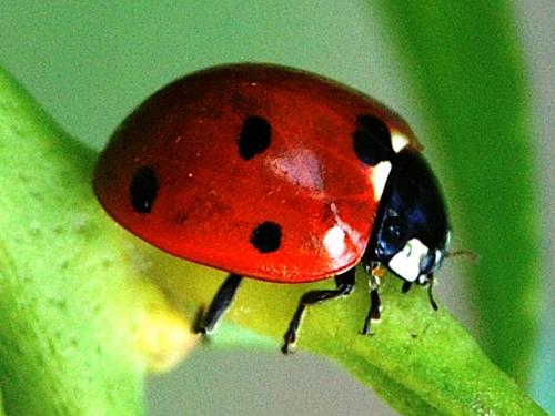 Coccinella septempunctata
