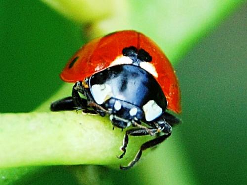 Réf. 64 129 : Coccinella septempunctata
