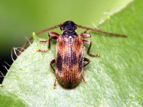 Ptinus italicus