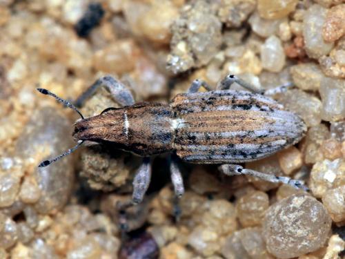 Réf. 64 983 : Charagmus variegatus