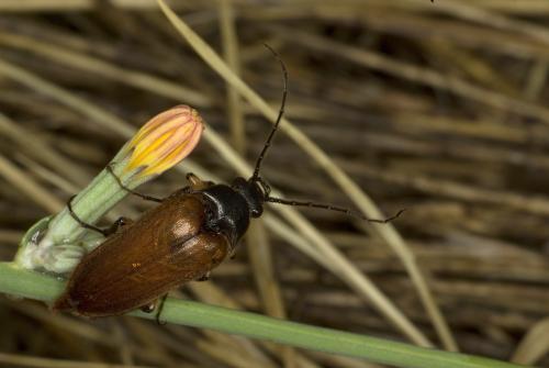 Réf. 64 448 : Cebrio gigas