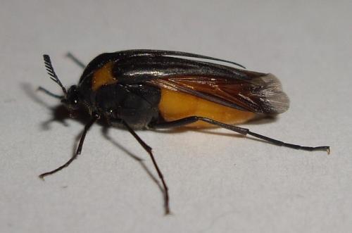Réf. 64 109 : Metoecus paradoxus