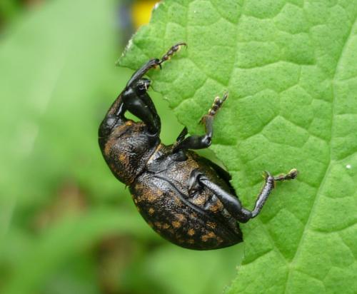 Liparus germanus