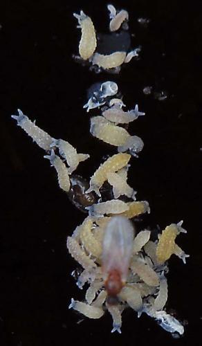 Friesea sp.