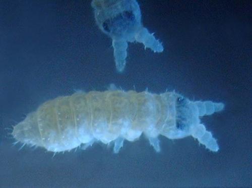 Friesea sp.