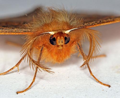 Réf. 64 403 : Colotois pennaria