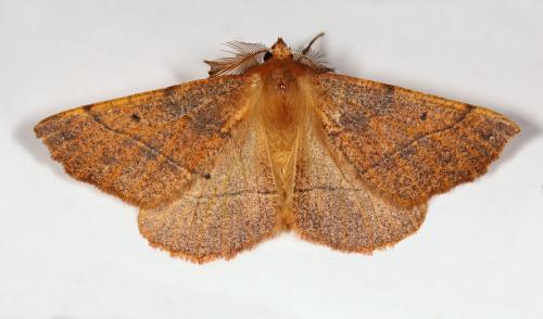 Réf. 64 404 : Colotois pennaria