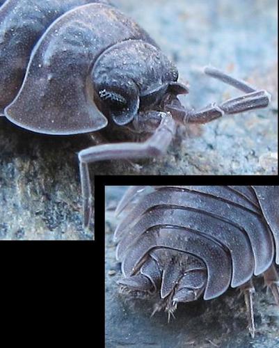Porcellio monticola