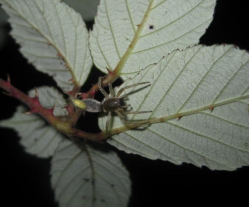 Clubiona sp.
