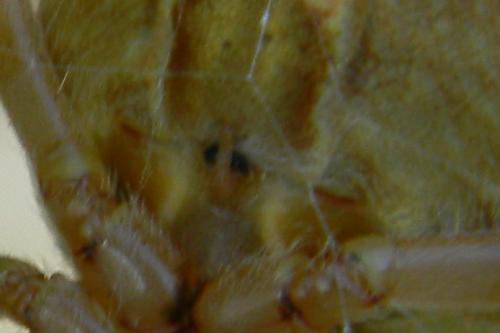 Araneus diadematus