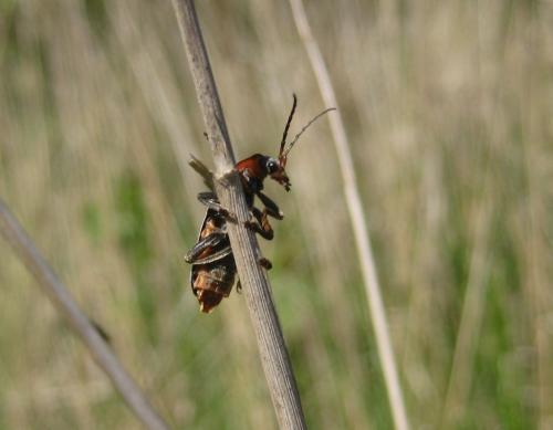 Cantharis fusca