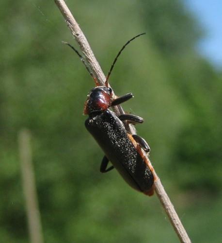 Cantharis fusca