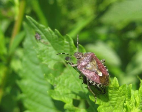 Réf. 64 823 : Dolycoris baccarum