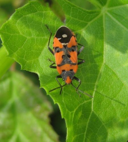 Lygaeus sp.