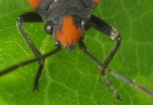 Lygaeus sp.