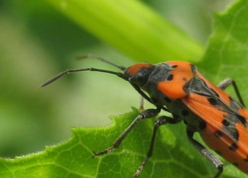 Lygaeus sp.
