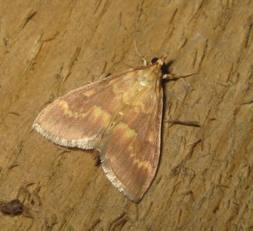 Réf. 64 328 : Ostrinia nubilalis