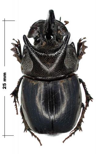 Copris megaceratoides