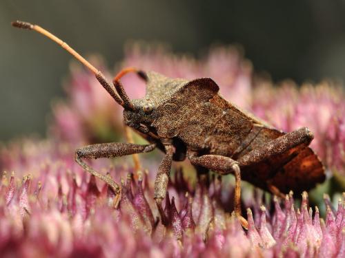 Réf. 64 380 : Coreus marginatus