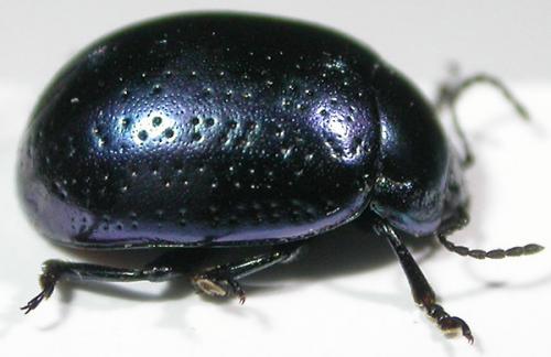 Réf. 64 121 : Chrysolina quadrigemina