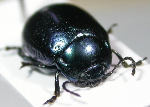 Réf. 64 122 : Chrysolina quadrigemina