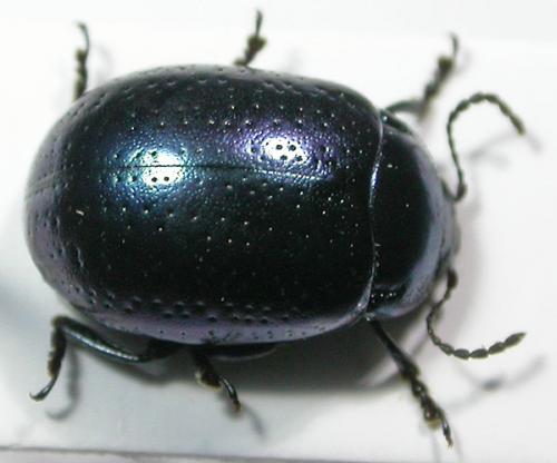 Réf. 64 123 : Chrysolina quadrigemina