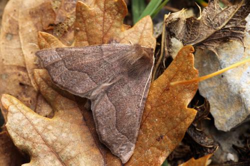 Réf. 64 268 : Crocallis tusciaria