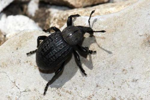 Réf. 64 772 : Anisorhynchus scabrosus