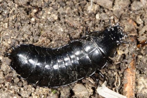 Carabus sp.