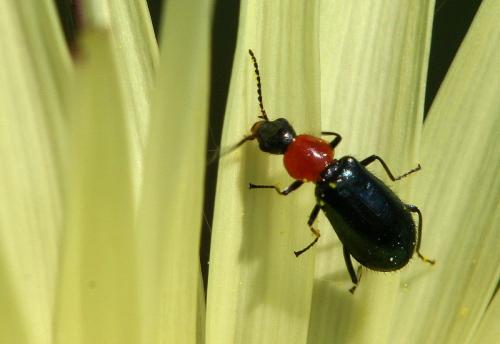 Attalus cyaneus