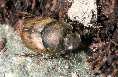 Onthophagus lemur