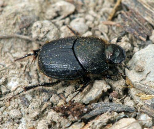 Onthophagus joannae
