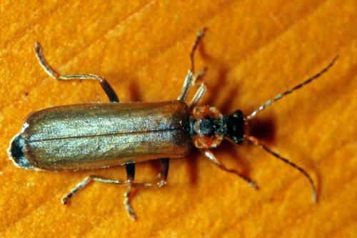 Podabrus alpinus