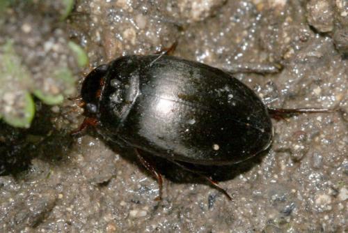 Réf. 64 096 : Agabus sp.