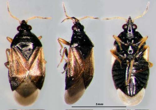 Orius sp.