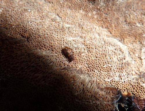 Réf. 64 785 : Derodontus macularis