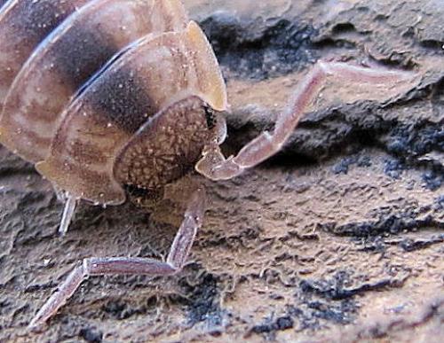 Porcellio monticola