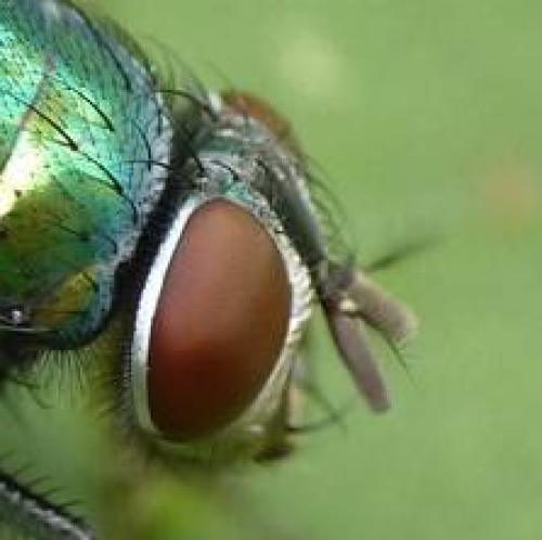 Réf. 64 463 : Lucilia ampullacea