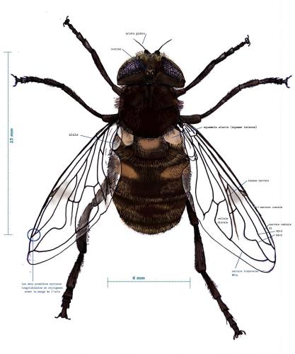 Eristalis tenax
