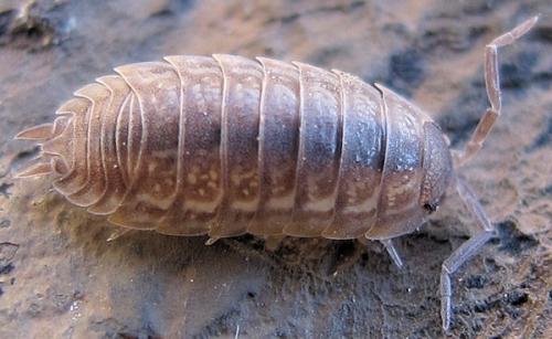 Porcellio monticola